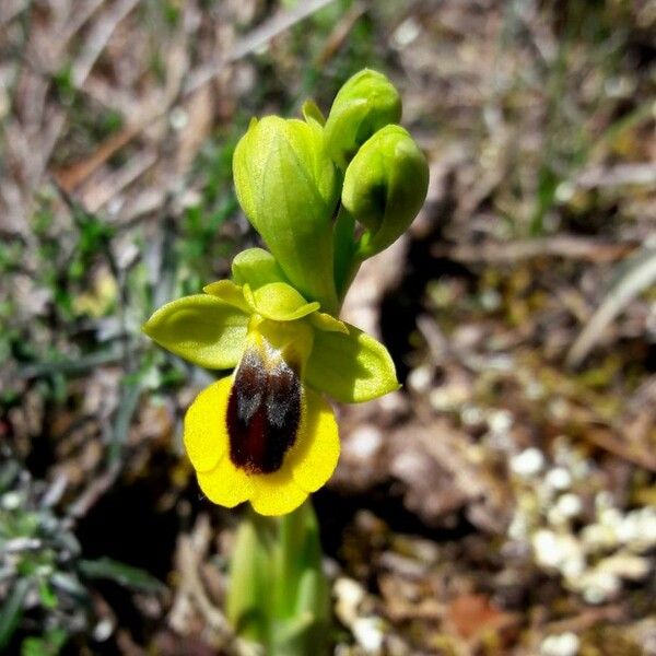 Ophrys lutea Кветка