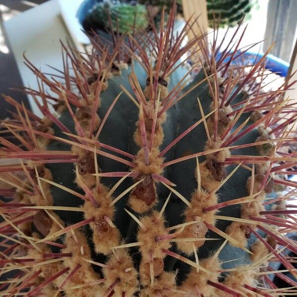 Ferocactus emoryi Levél