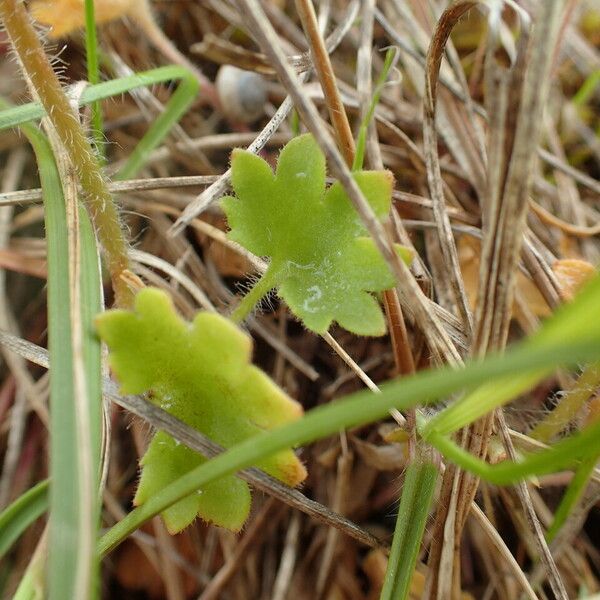Saxifraga bulbifera Leaf