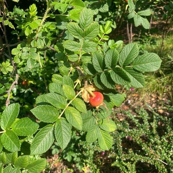 Rosa rugosa Φύλλο