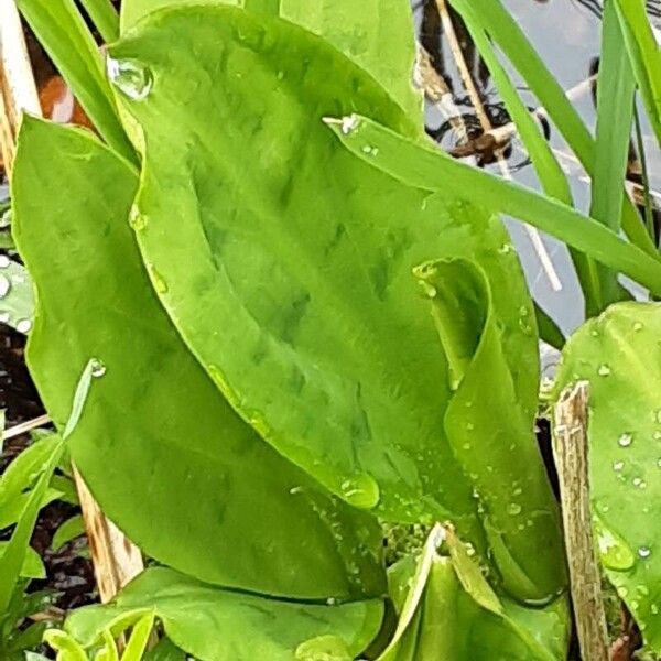 Lysichiton americanus Levél