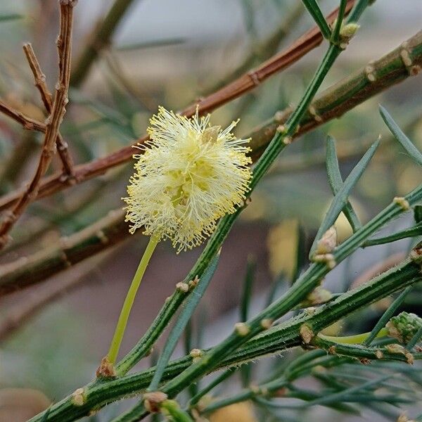 Acacia verticillata Flower