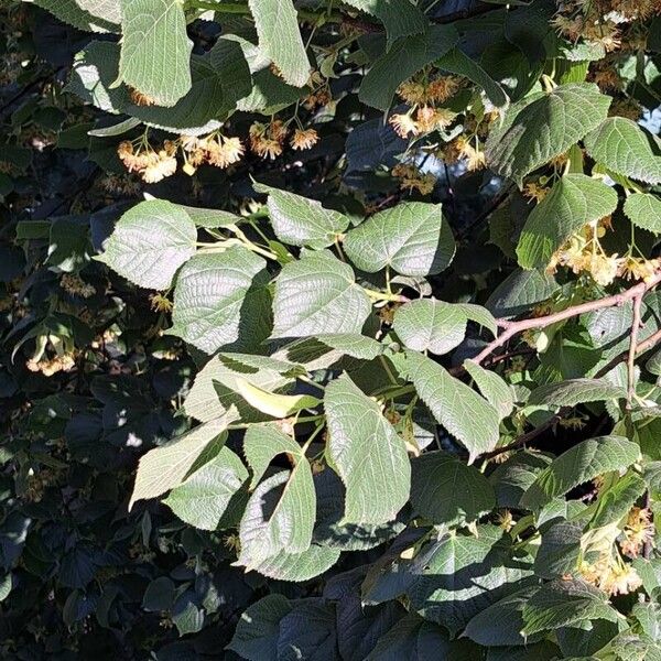 Tilia platyphyllos 葉