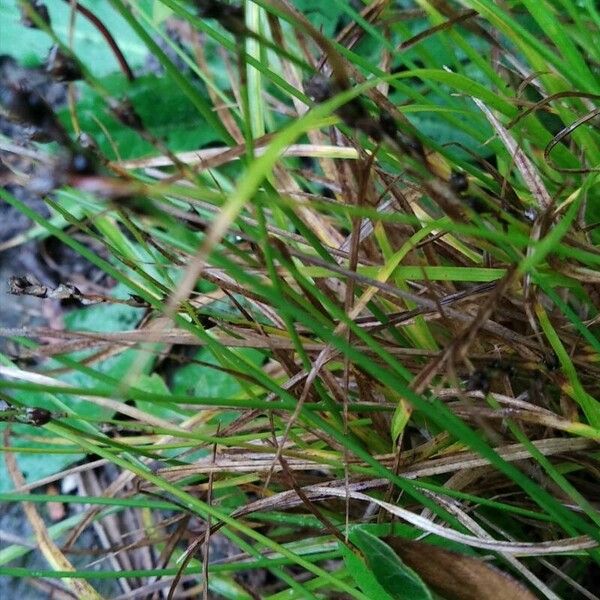 Carex divulsa Folha