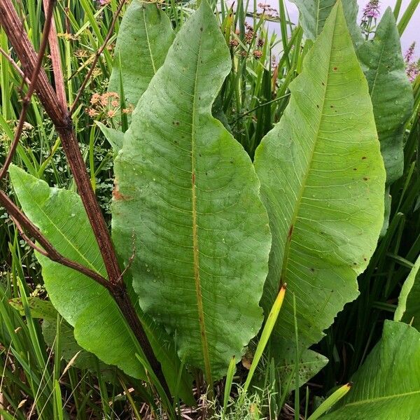 Rumex hydrolapathum पत्ता