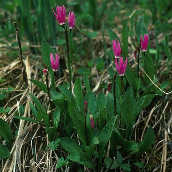 Primula jeffreyi Natur