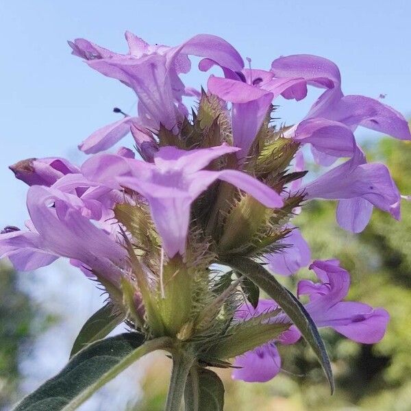 Stachys officinalis 花
