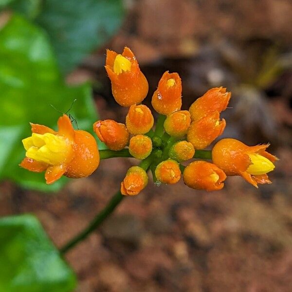 Gurania bignoniacea Çiçek