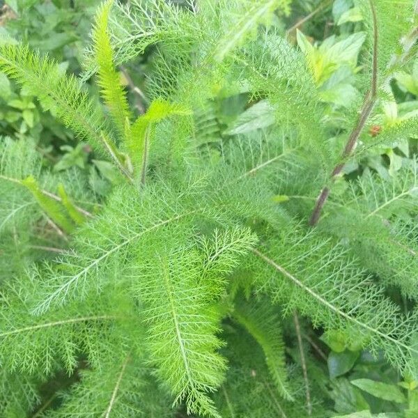 Achillea nobilis Lapas