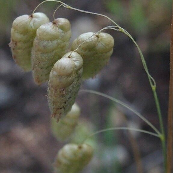 Briza maxima Blüte