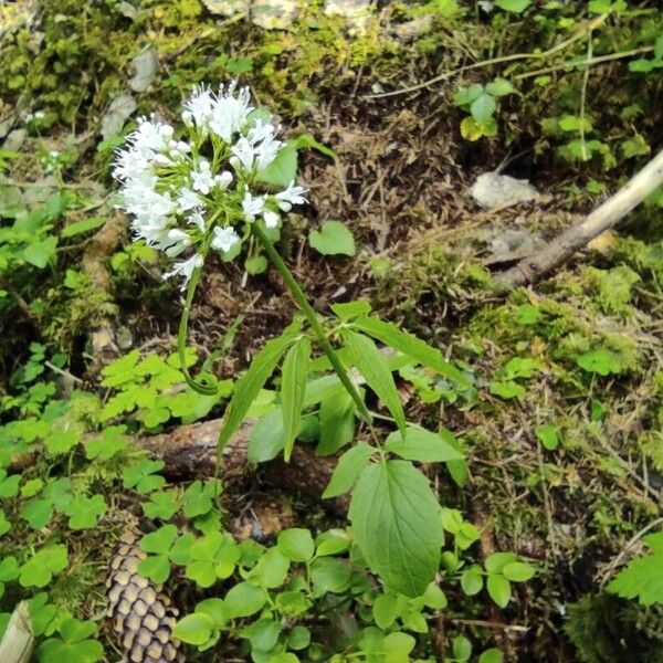 Valeriana tripteris Habitus