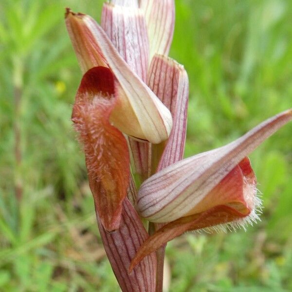 Serapias vomeracea Квітка