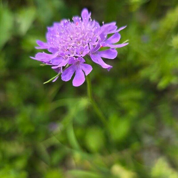 Scabiosa lucida Žiedas