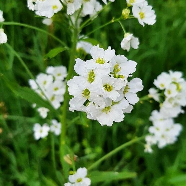 Armoracia rusticana Flor