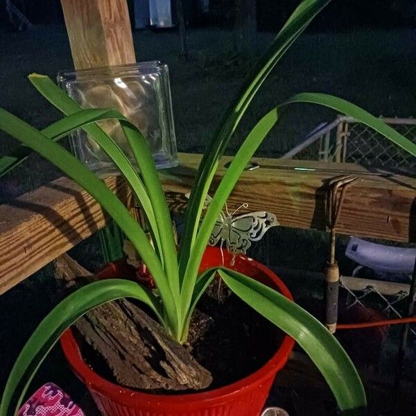 Agapanthus praecox Leaf