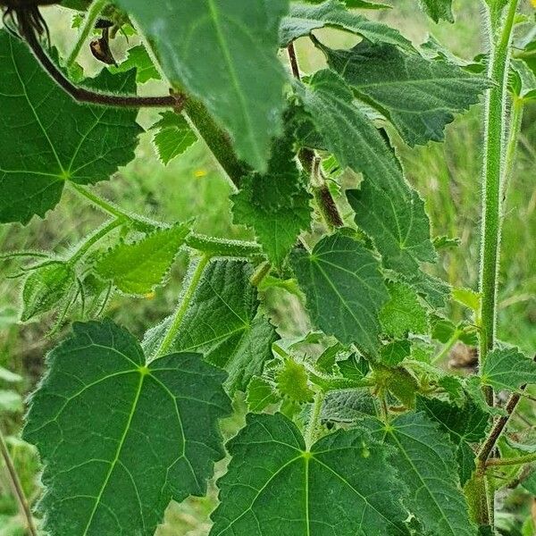 Hibiscus vitifolius Leht