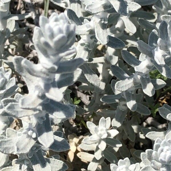 Achillea maritima ഇല