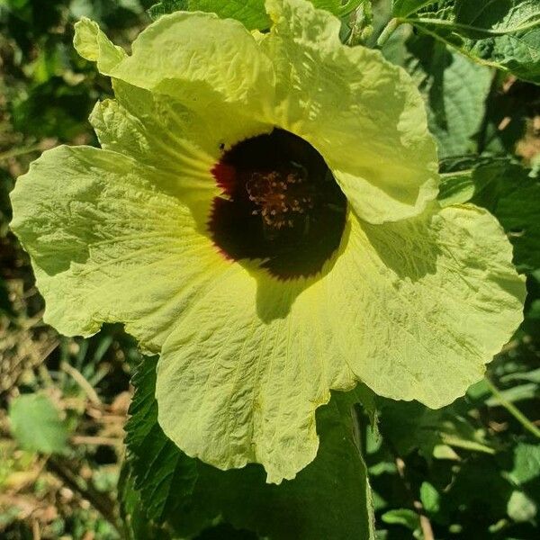 Hibiscus calyphyllus Floro