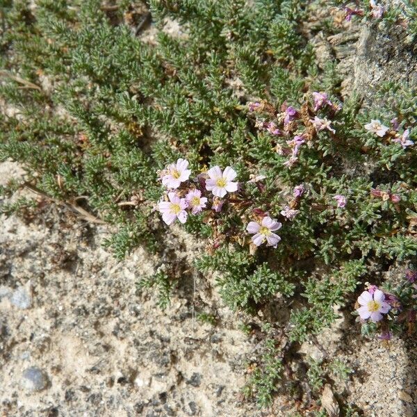 Frankenia laevis Flower