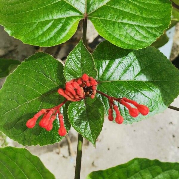 Clerodendrum speciosissimum Цвят