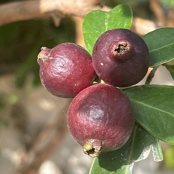 Psidium cattleyanum Ffrwyth