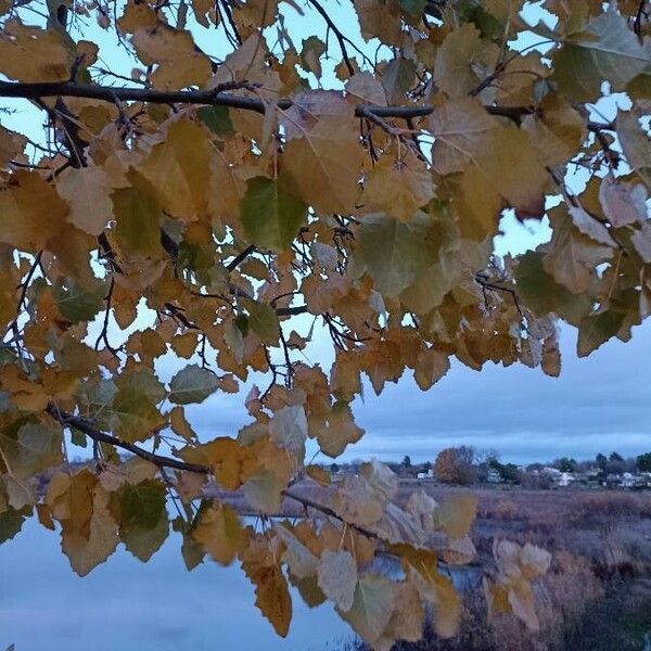 Populus tremula Deilen