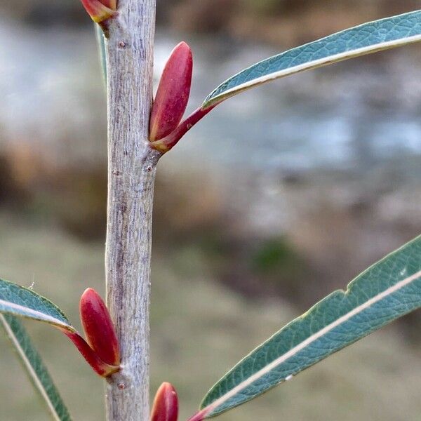 Salix purpurea Лист