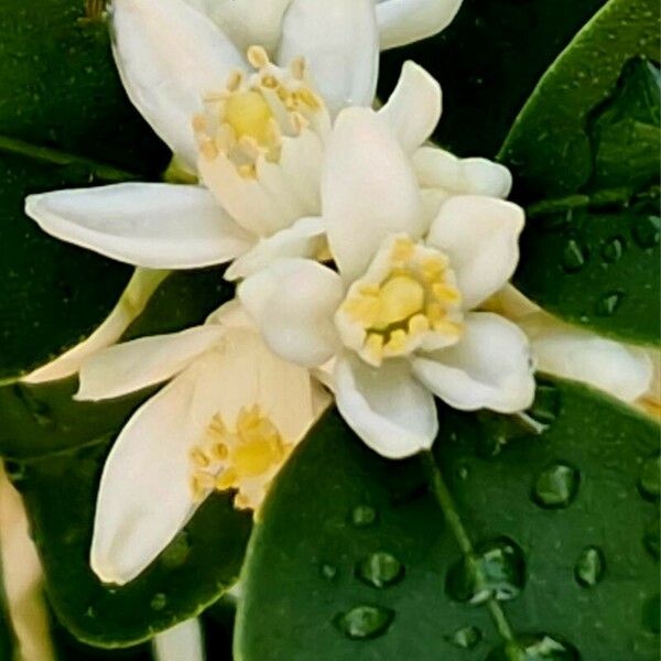 Citrus japonica Flower