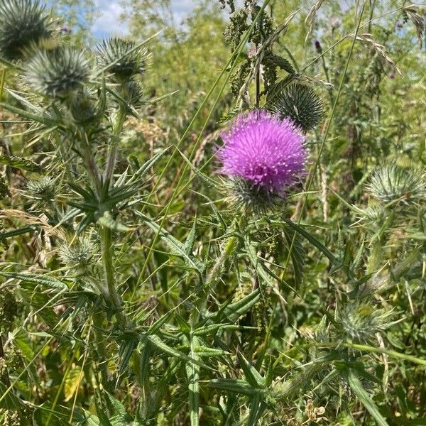 Cirsium vulgare Flor