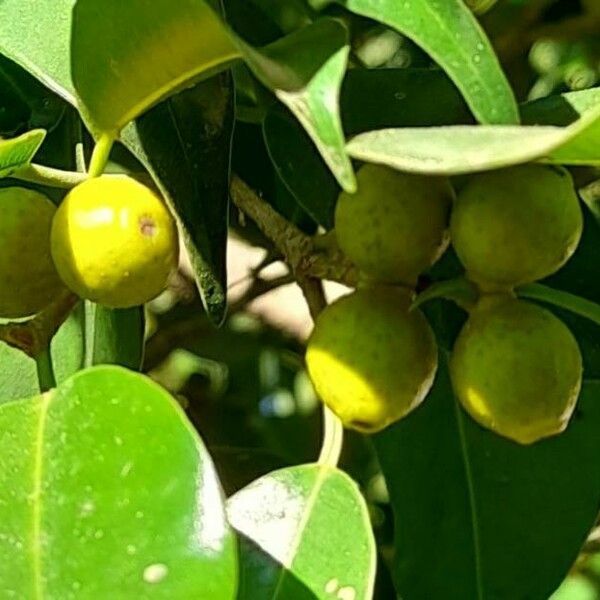 Ficus benjamina Frutto