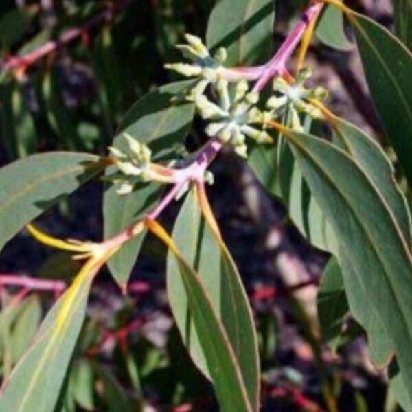 Eucalyptus luehmanniana (Yellow top-ash)