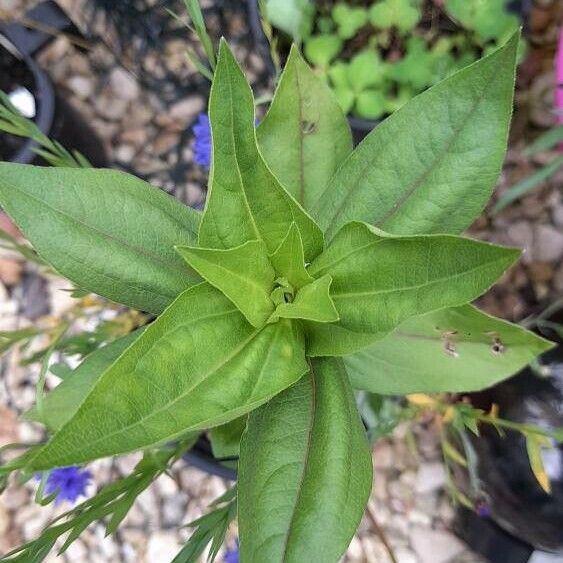 Zinnia haageana Blatt