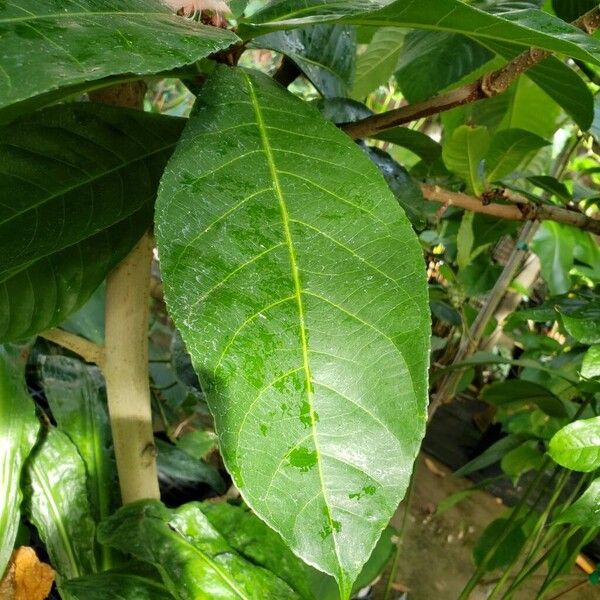 Barringtonia racemosa Leaf