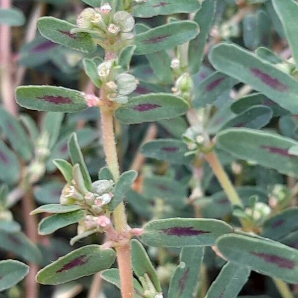 Euphorbia maculata ফুল
