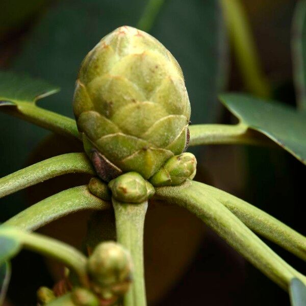 Rhododendron lacteum অন্যান্য