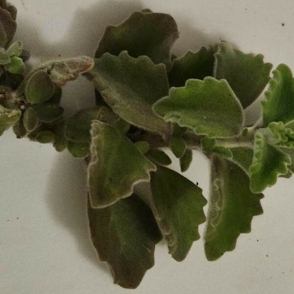 Plectranthus hadiensis Leaf