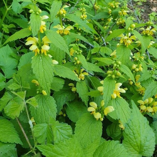 Lamium galeobdolon Yaprak