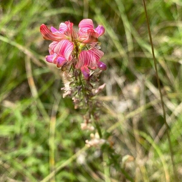 Onobrychis arenaria Kvet