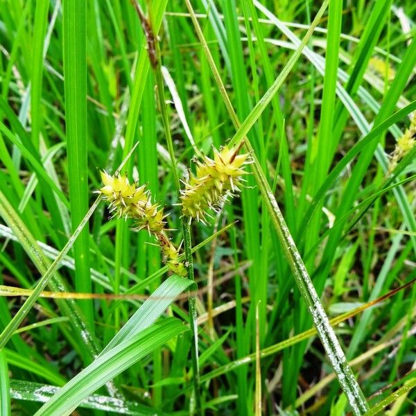 Carex vesicaria Habitus