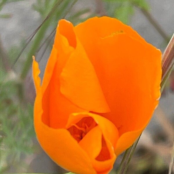 Eschscholzia californica Kvet