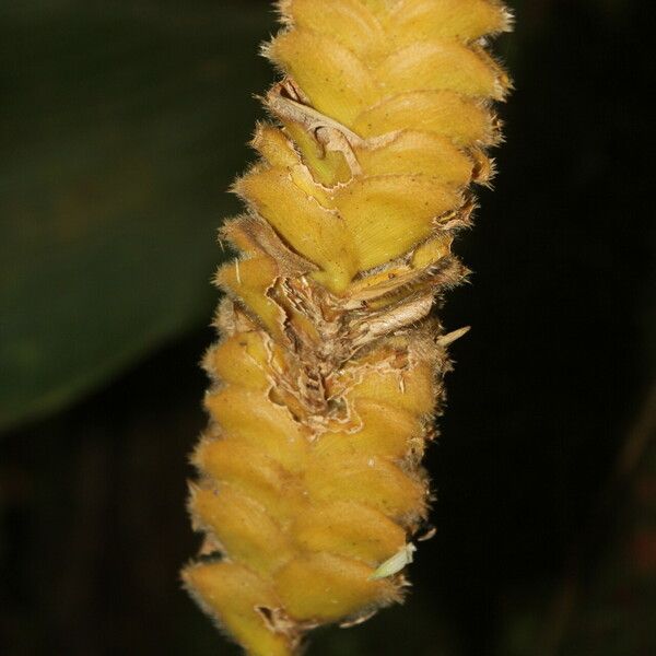 Calathea lasiostachya Fruit