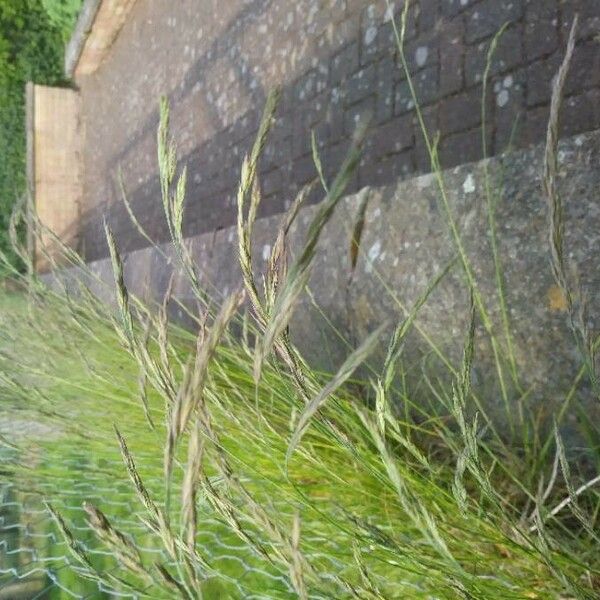 Festuca rubra Blatt