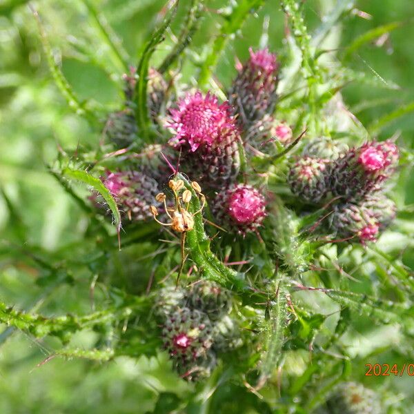 Cirsium palustre 花