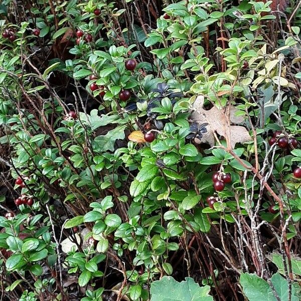 Vaccinium macrocarpon 整株植物