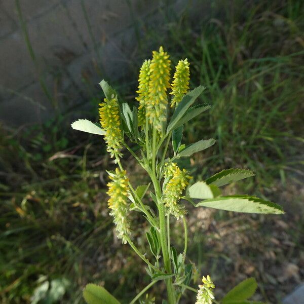 Melilotus indicus Habit