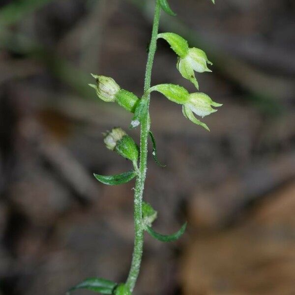 Epipactis albensis Blomma