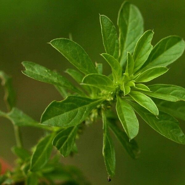 Amaranthus thunbergii Bloem