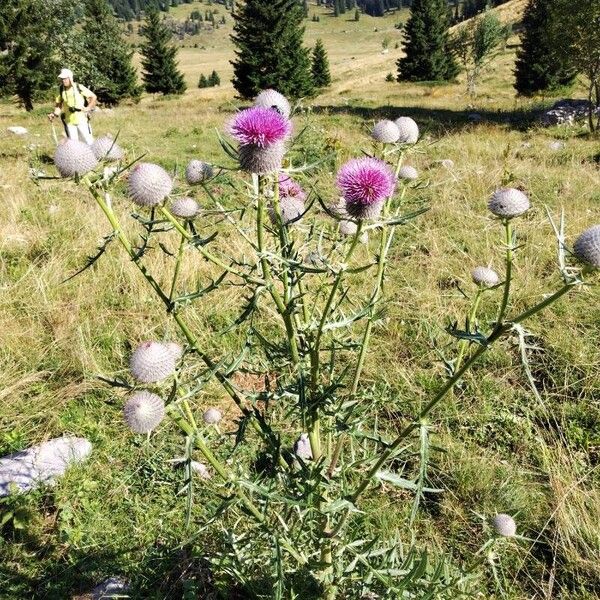 Cirsium eriophorum Kvet