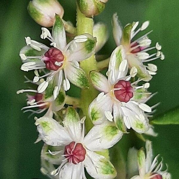 Phytolacca americana Flower
