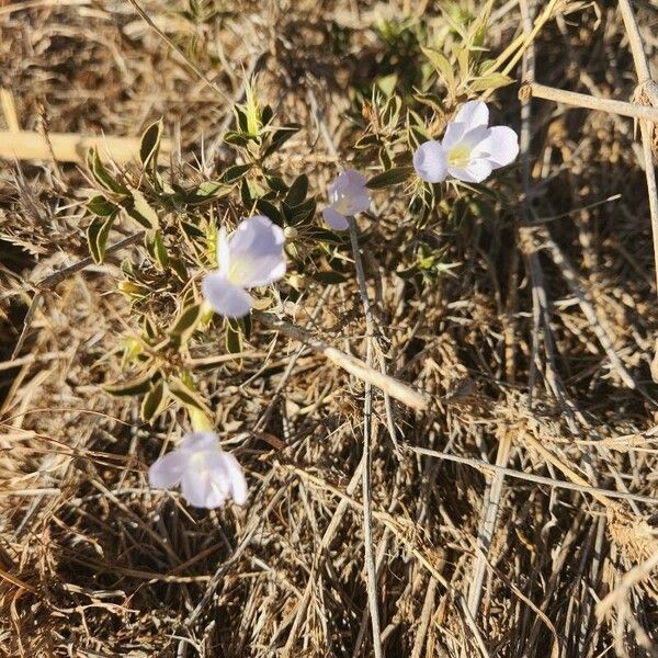 Barleria delamerei Blodyn